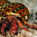 shell_res_h_0705_png0297.jpg